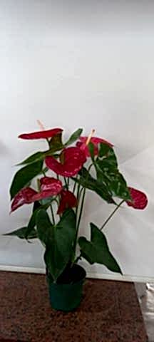 antoryum
