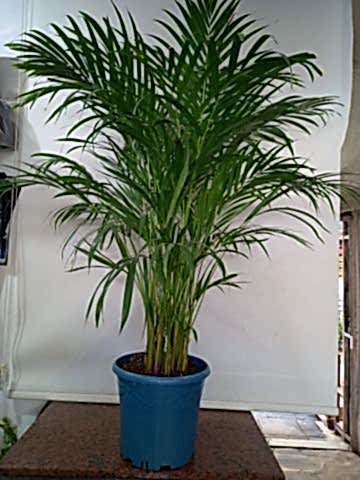 areka