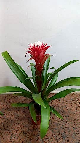 GUZMANYA