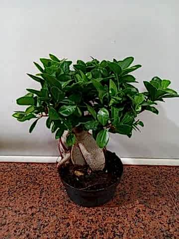 bonzai