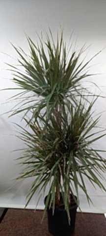 3lü dracaena marginata