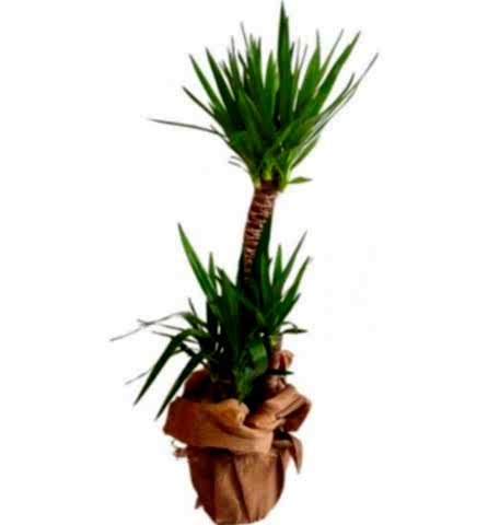 2 köklü Yuca