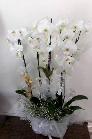 3 ad. orkide