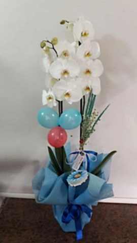 2 DALLI ORKİDE
