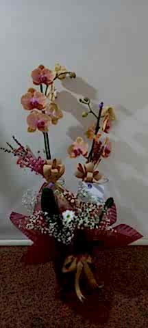 pastel renk orkide