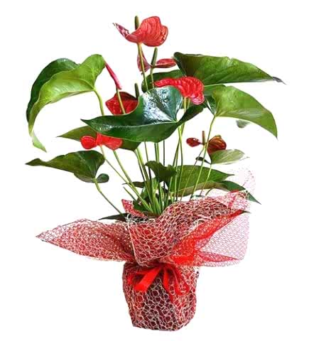 Antoryum