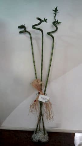 bambu 3 ad.